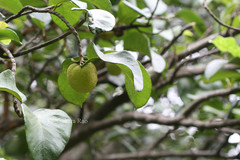 Artocarpus hypargyreus